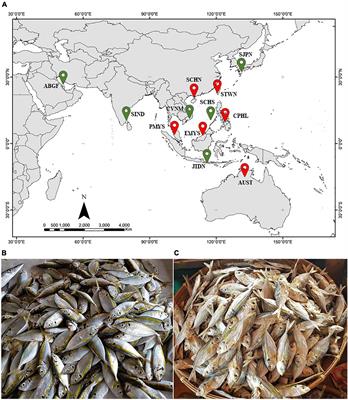 First Evidence of <mark class="highlighted">Cryptic Species</mark> Diversity and Population Structuring of Selaroides leptolepis in the Tropical Western Pacific